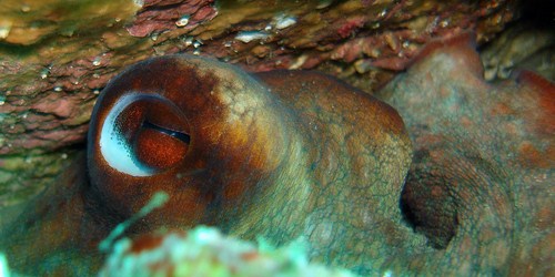 Polvo (Octopus vulgaris)